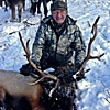 Elk in Snow